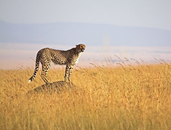 Leopard In Tanzania